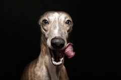 Dorothy