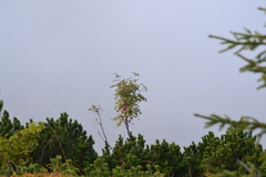 jarabina