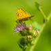 motýl emanuel :-)