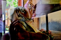 Zoo Hodonín