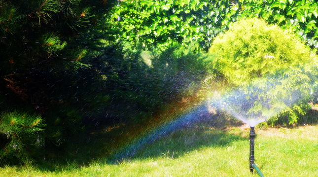 rainbow over the tree