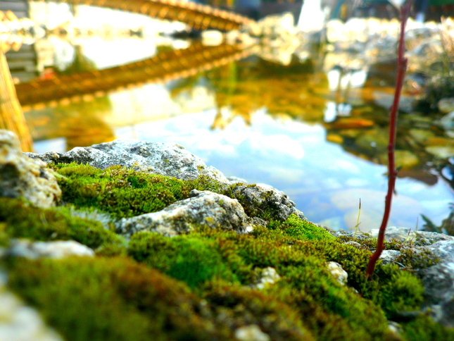 The bridge