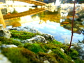 The bridge