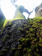 Green tree