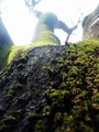 Green tree