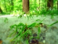 Spring risin´