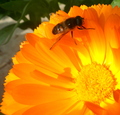 Bee