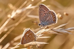 Spomienka na letný podvečer