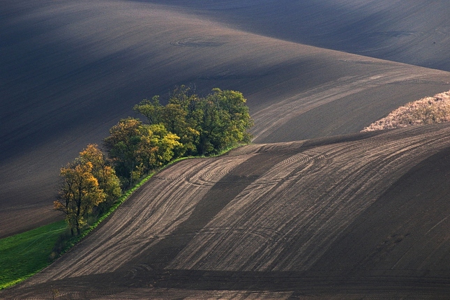 Šardický remízek