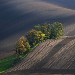 Šardický remízek