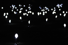 biela noc