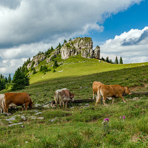 Kráľová studňa