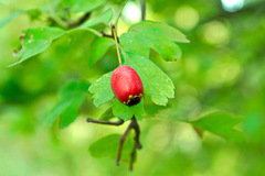bobulka