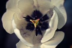 Tulipán