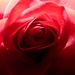 Kvitnúca ruža