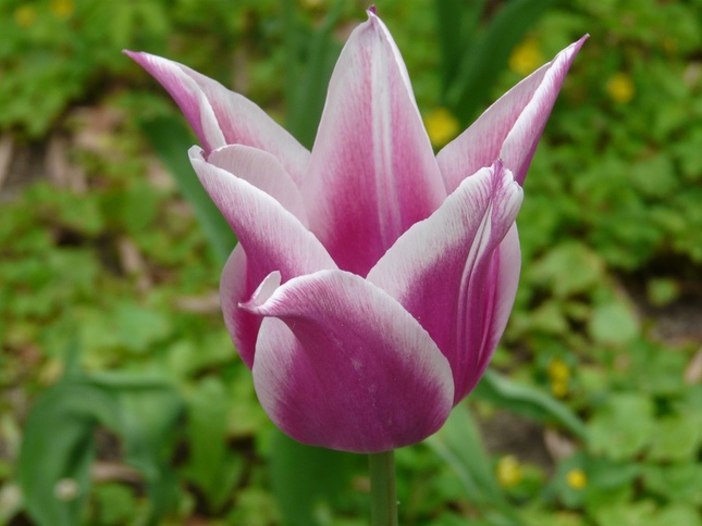 fanfán tulipán