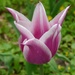 fanfán tulipán