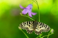 pestroň - Zerynthia polyxena