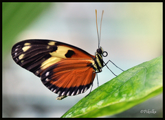 elegán