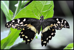 papilio demodocus