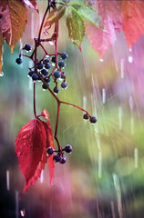 farebný dážd