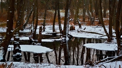 Frozen brook