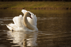 Labuť veľká (Cygnus olor)
