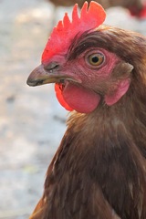 kukuč