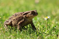 žabka