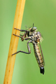 Asilidae