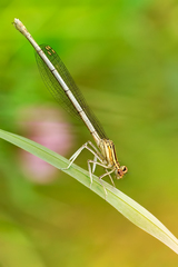 Platycnemis pennipes