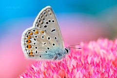Polyommatus
