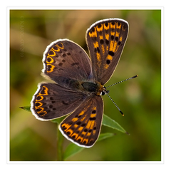 Lycaena tityrus