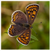 Lycaena tityrus