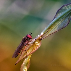 Melanostoma mellinum