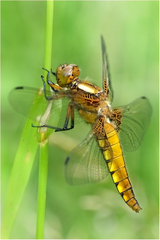 Libellula