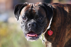 Náhodný okoloidúci