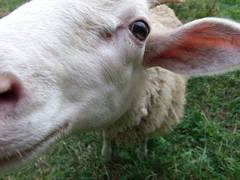 Ovečka