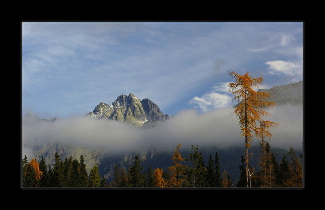 Strom a Tatry