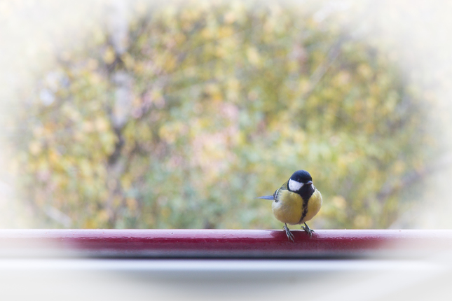 Visitor of the Nature