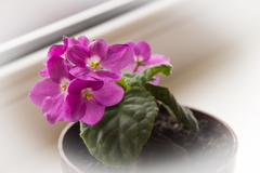 Violet violet ...