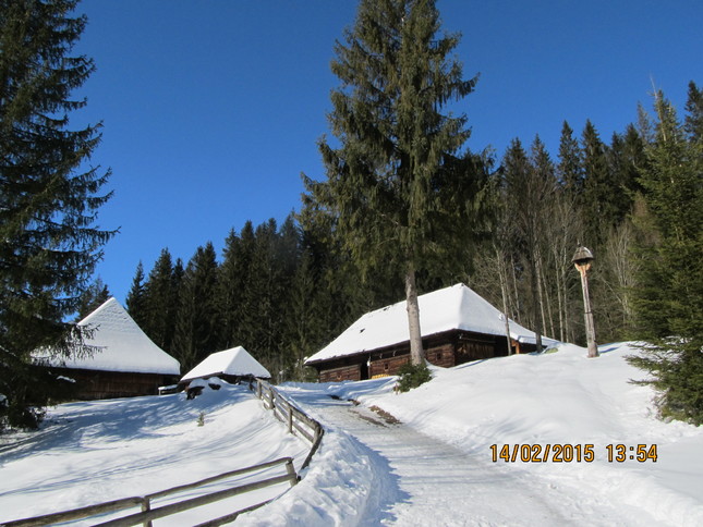 Orava