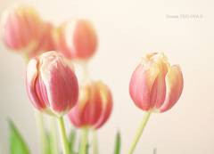 tulipány