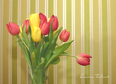 Tulipánová...