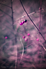 pink :-)