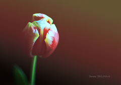 pán tulipán
