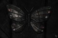 die butterfly