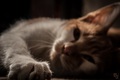 cat catrine