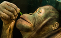 Orangutan teenager 2