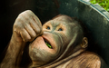 Orangutan teenager